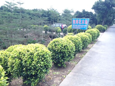 黃榕球-中山市板芙鎮(zhèn)凱琦花木場提供黃榕球的相關(guān)介紹、產(chǎn)品、服務(wù)、圖片、價格山管蘭,銀邊草,排骨草,夾竹桃,七彩大紅花,、中山細(xì)葉榕、中山黃榕球、中山黃金葉、中山秋楓、中山老人葵、中山九里香、中山雞蛋花、中山花葉良姜、中山紅車、中山綠化工程公司、鴨腳木、美人蕉、中東海棗、羊蹄甲、花葉姜、山管蘭、銀邊草、排骨草、夾竹桃、七彩大紅花、黃金香柳、垂榕柱、黃金榕、細(xì)葉榕、黃榕球、黃金葉、秋楓、老人葵、九里香、雞蛋花、花葉良姜、紅車、綠化工程公司、中山細(xì)葉欖仁、